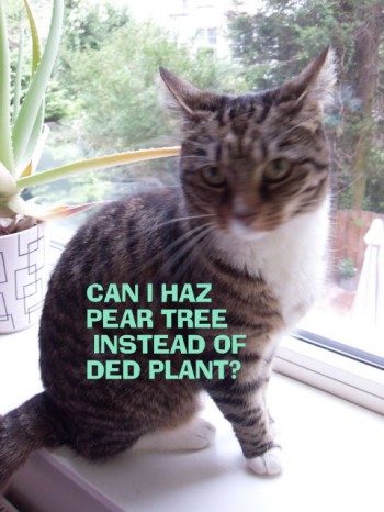 Can I Haz Pear Tree